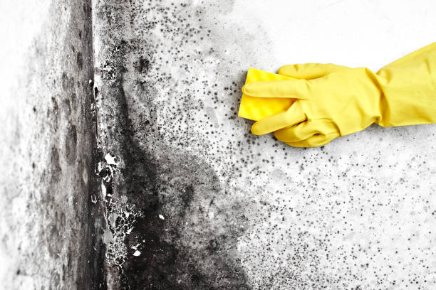 Best Black Mold Removal  in Cisco, TX