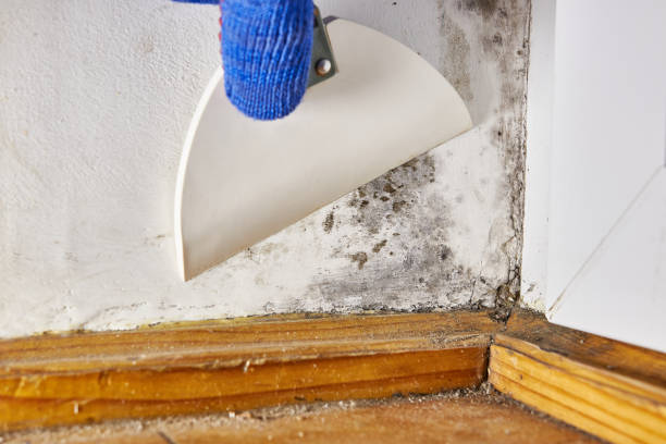 Best Mold-Related Health Consultation  in Cisco, TX